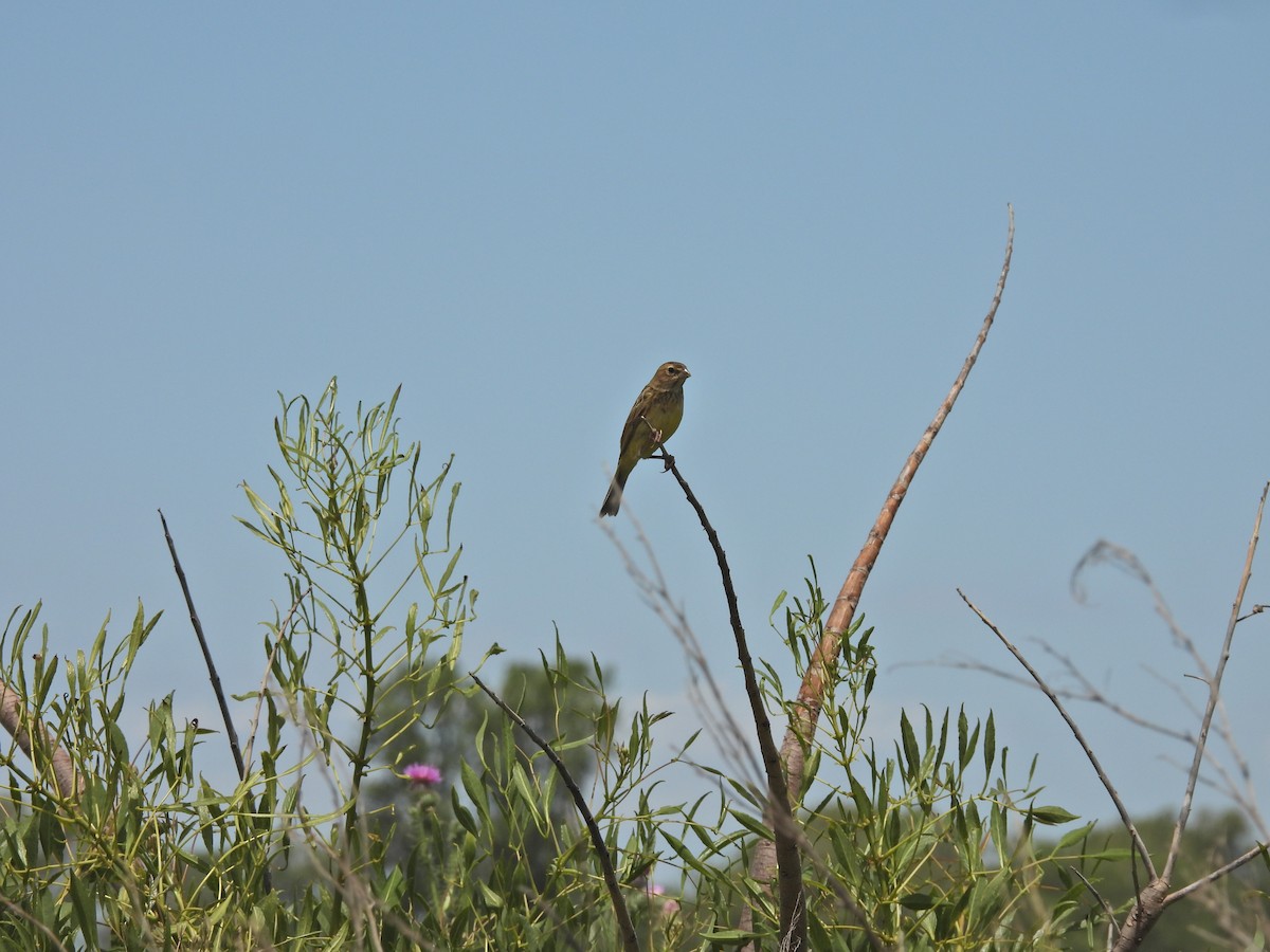 Kurzschnabel-Gilbtangare - ML647097285