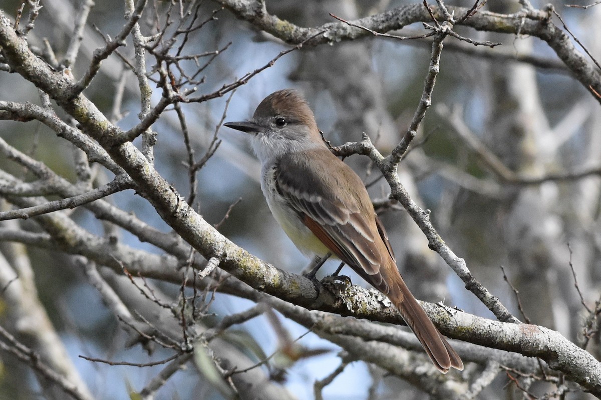 Kalifornienschopftyrann - ML647097286