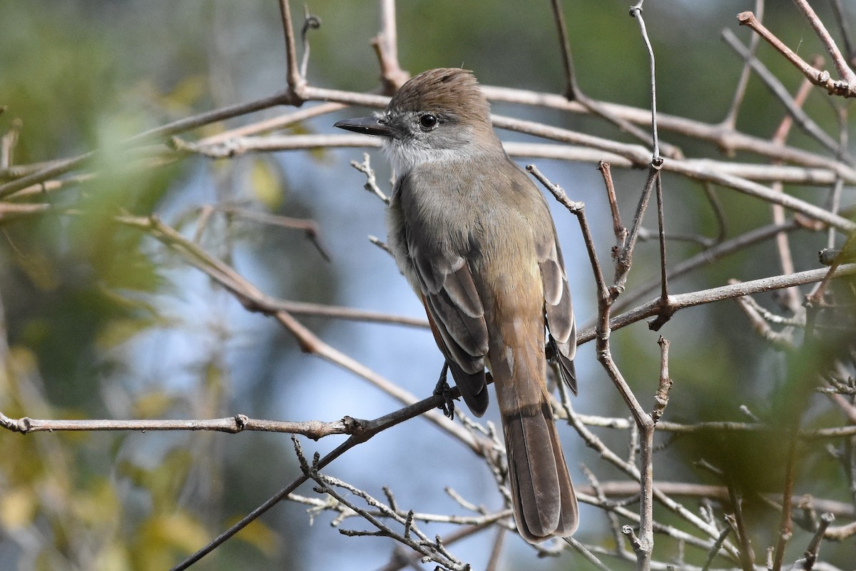 Kalifornienschopftyrann - ML647097287