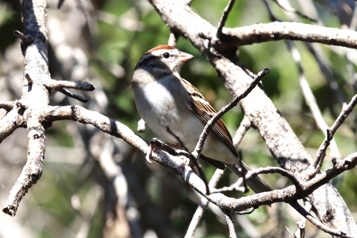 Chipping Sparrow - ML647097301