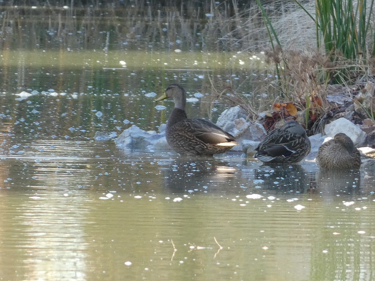Mexican Duck - ML647097311