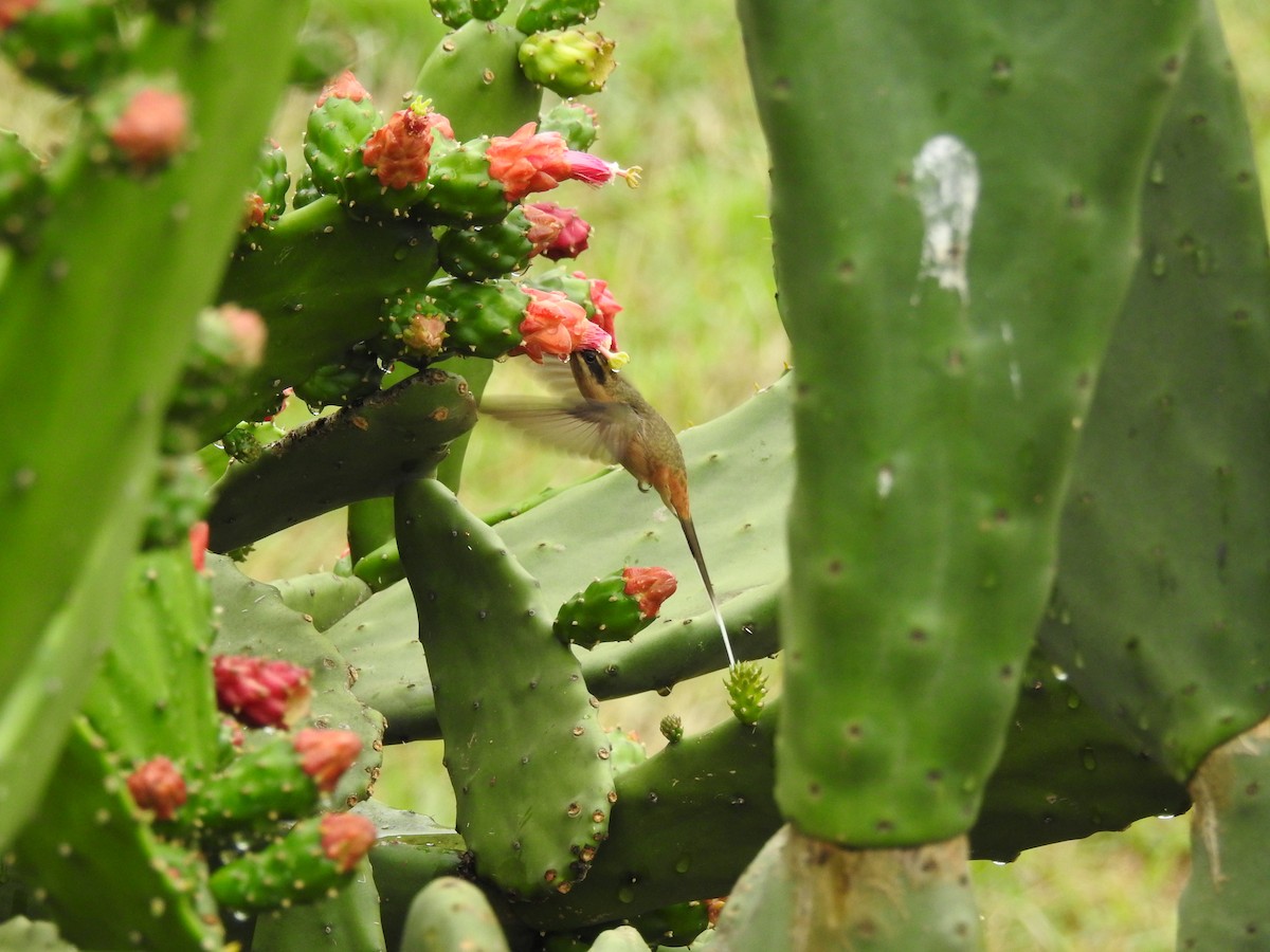 Planalto Hermit - ML647097313