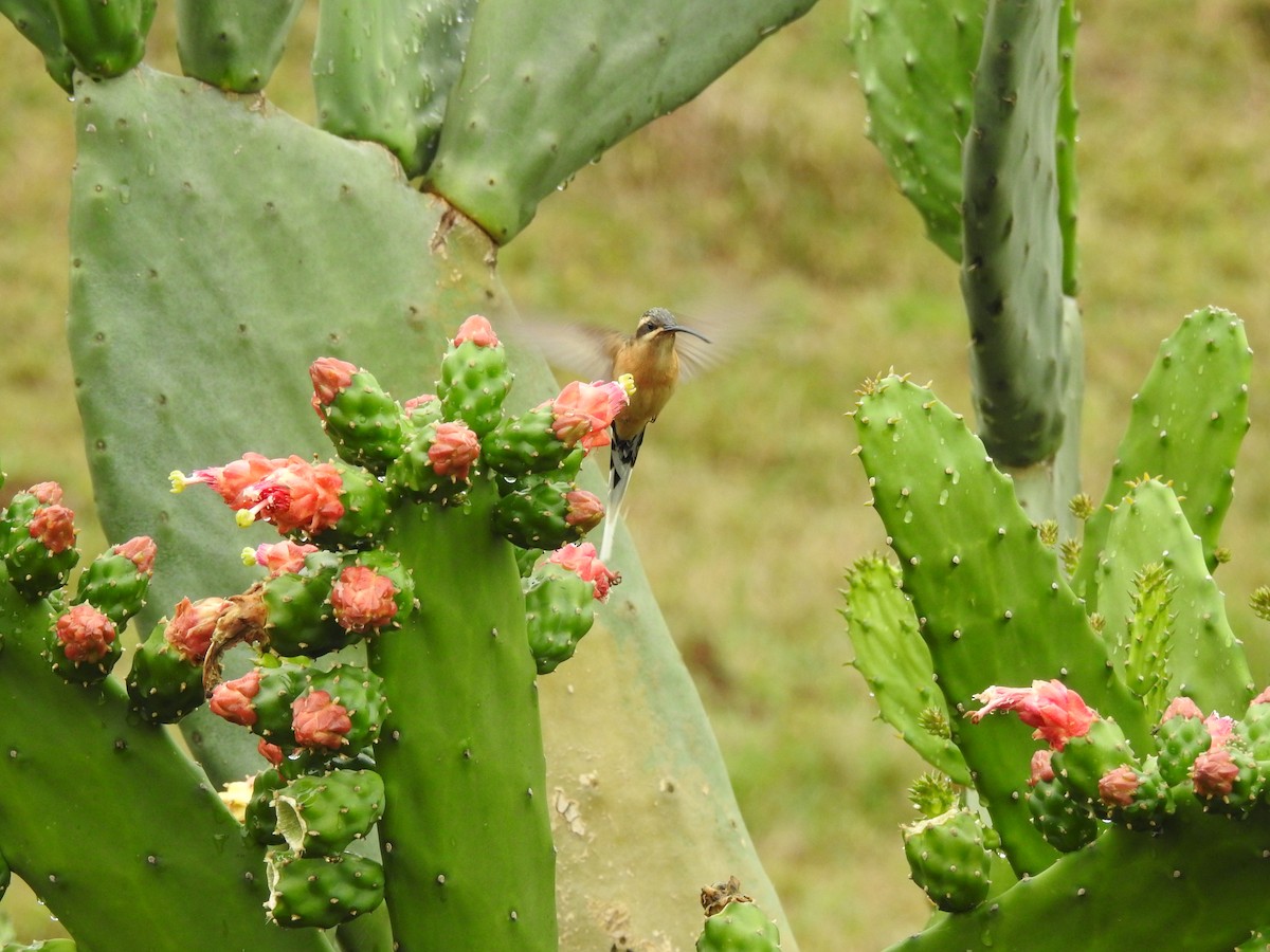 Planalto Hermit - ML647097314