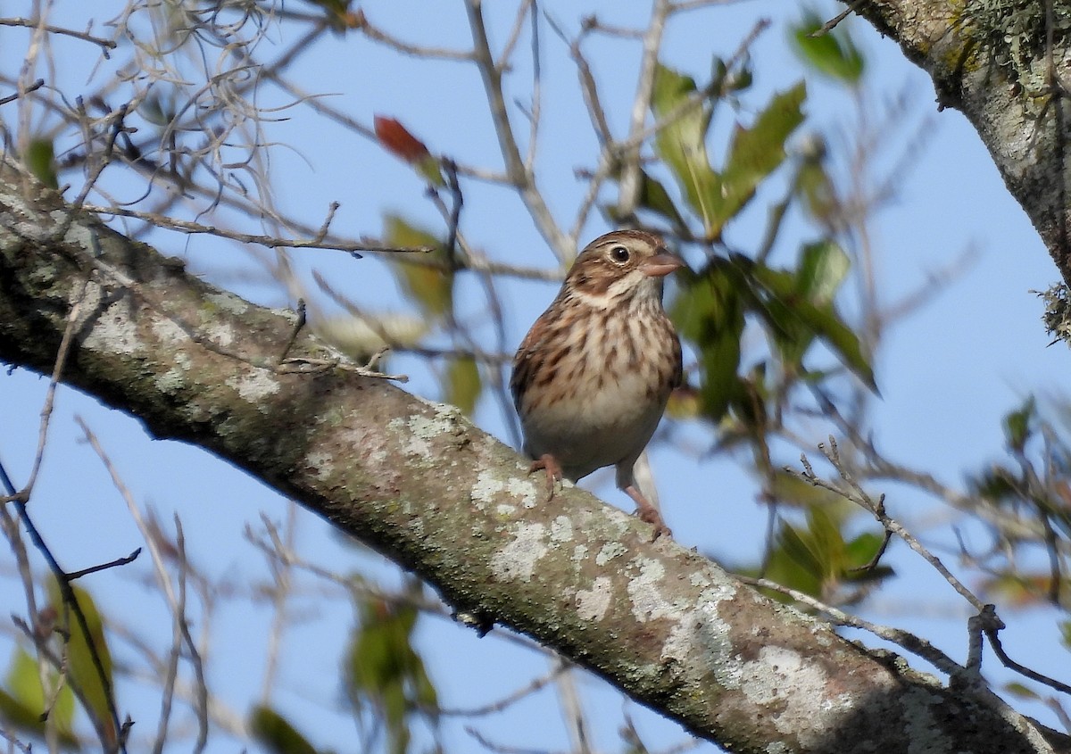 Vesper Sparrow - ML647097315