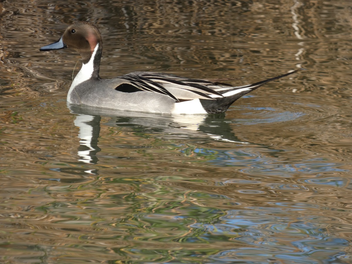 Northern Pintail - ML647097317
