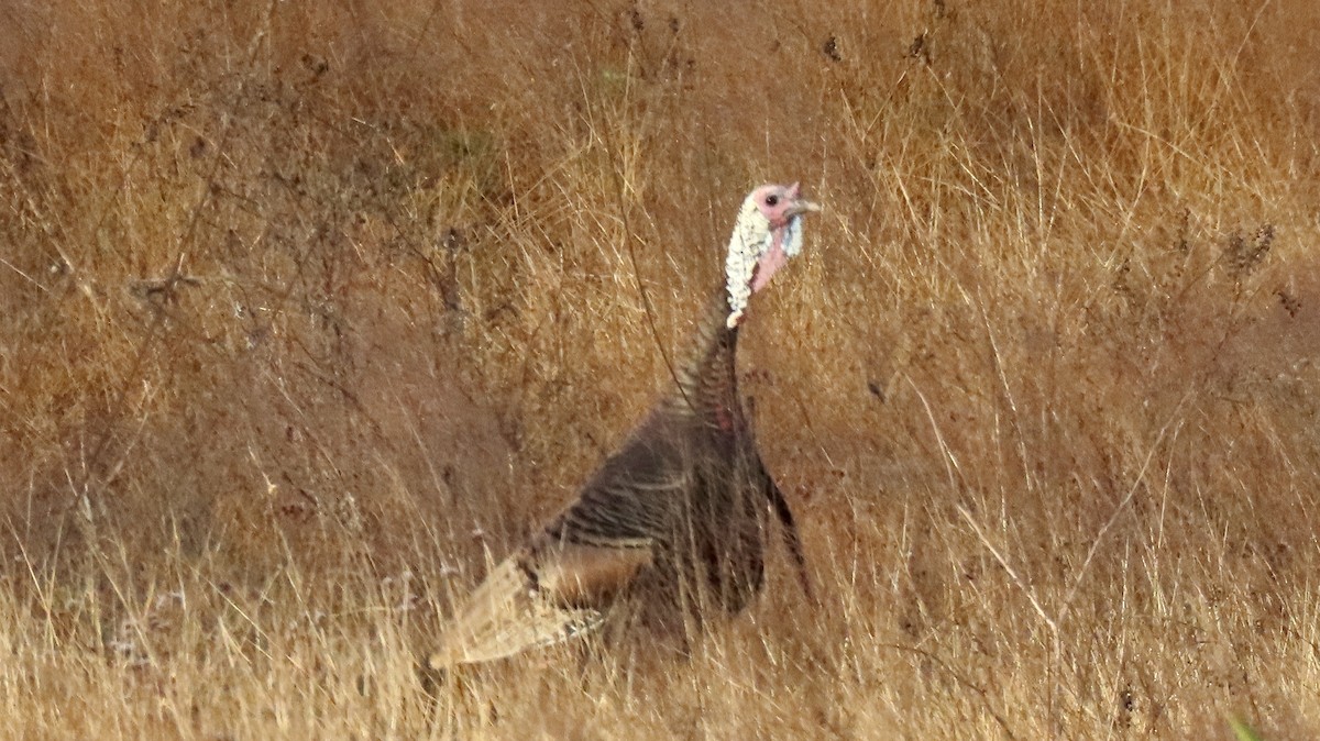 シチメンチョウ - ML647097320