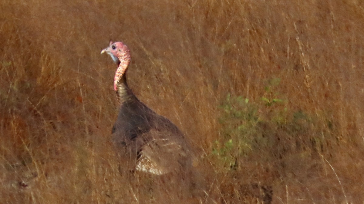 シチメンチョウ - ML647097321