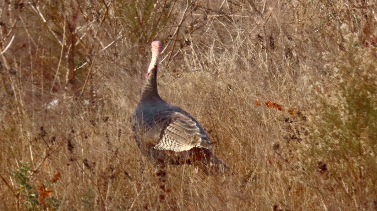 シチメンチョウ - ML647097322