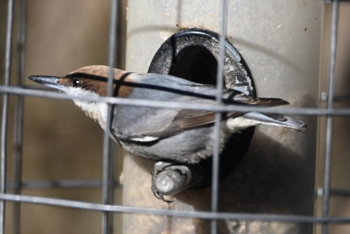 Sittelle à tête brune - ML647097325