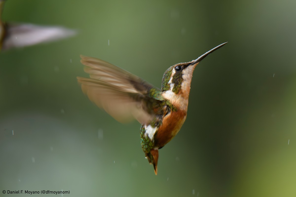 White-bellied Woodstar - ML647097329