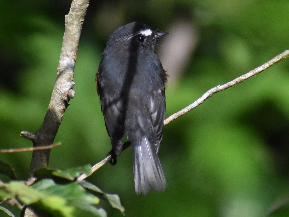Chestnut-bellied Chat-Tyrant - ML647097330