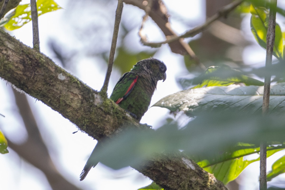 Maroon-tailed Parakeet (Choco) - ML647097333