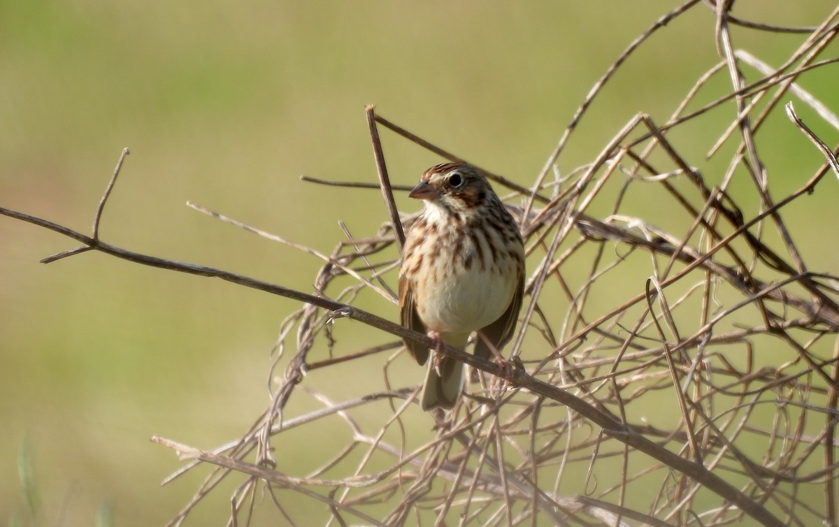 Vesper Sparrow - ML647097334