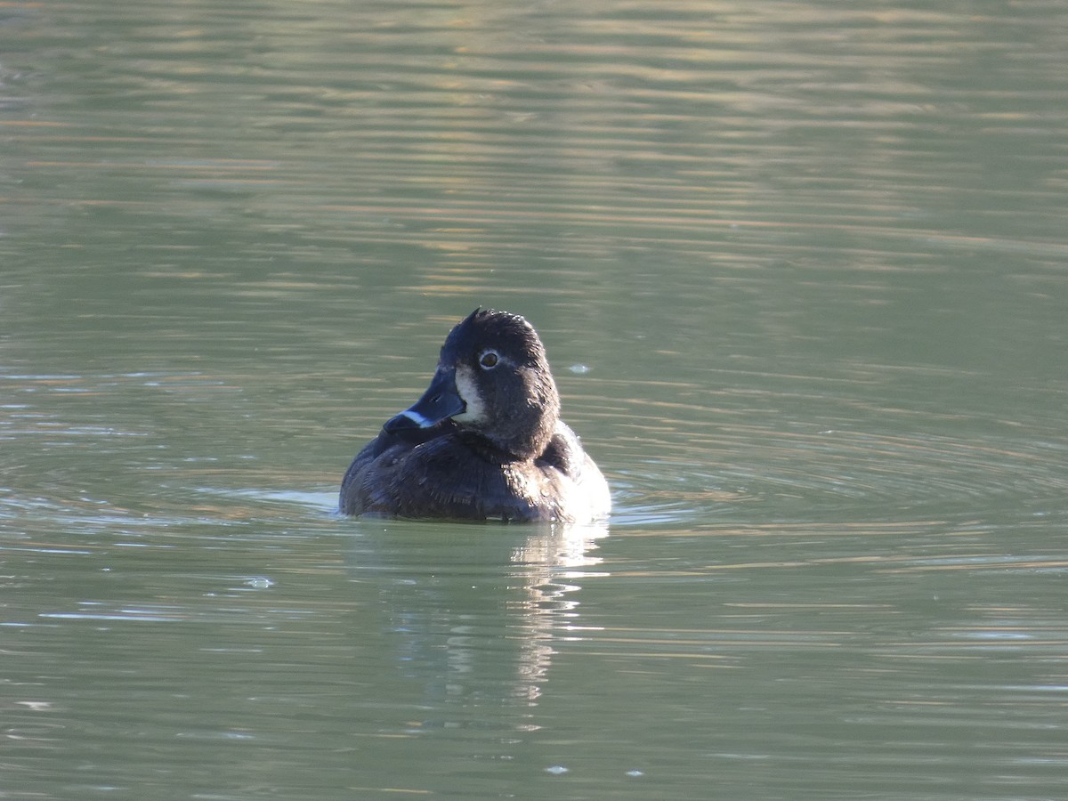 Ring-necked Duck - ML647097339