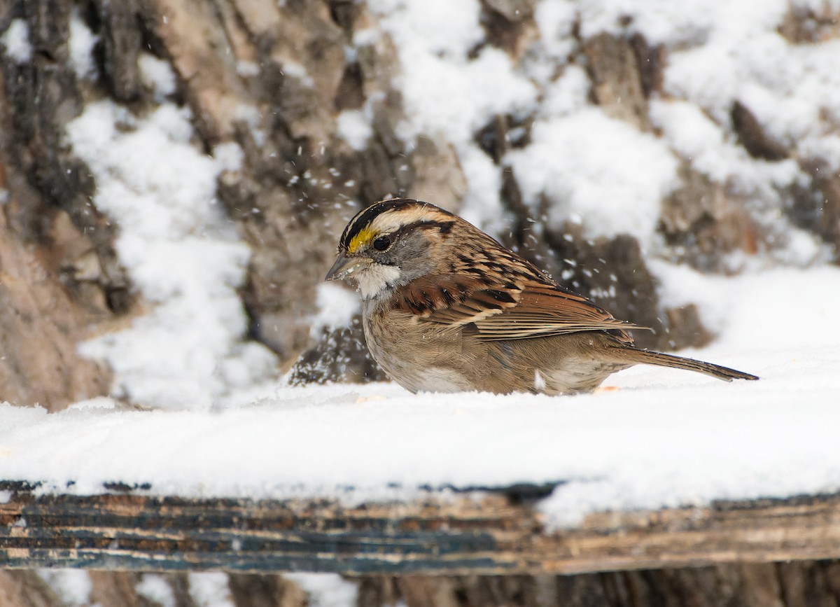 White-throated Sparrow - ML647097343