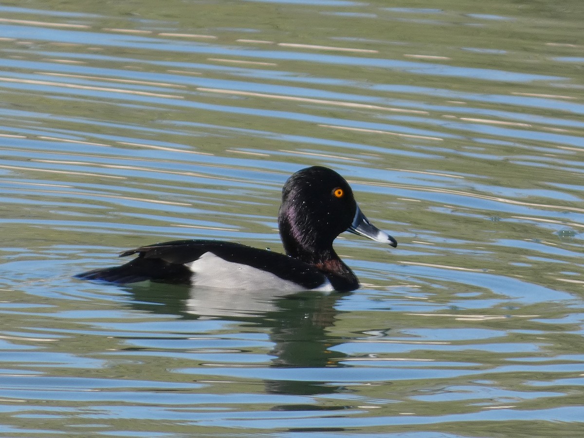 Ring-necked Duck - ML647097344