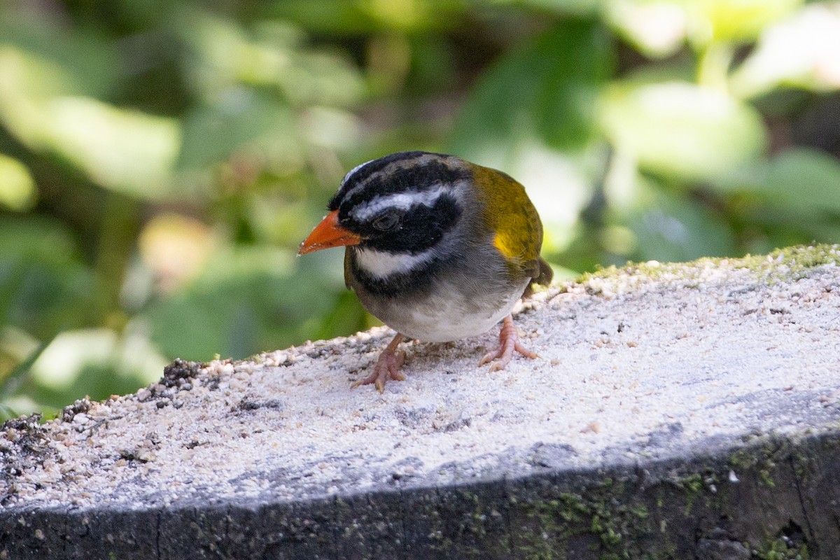 Orange-billed Sparrow - ML647097345
