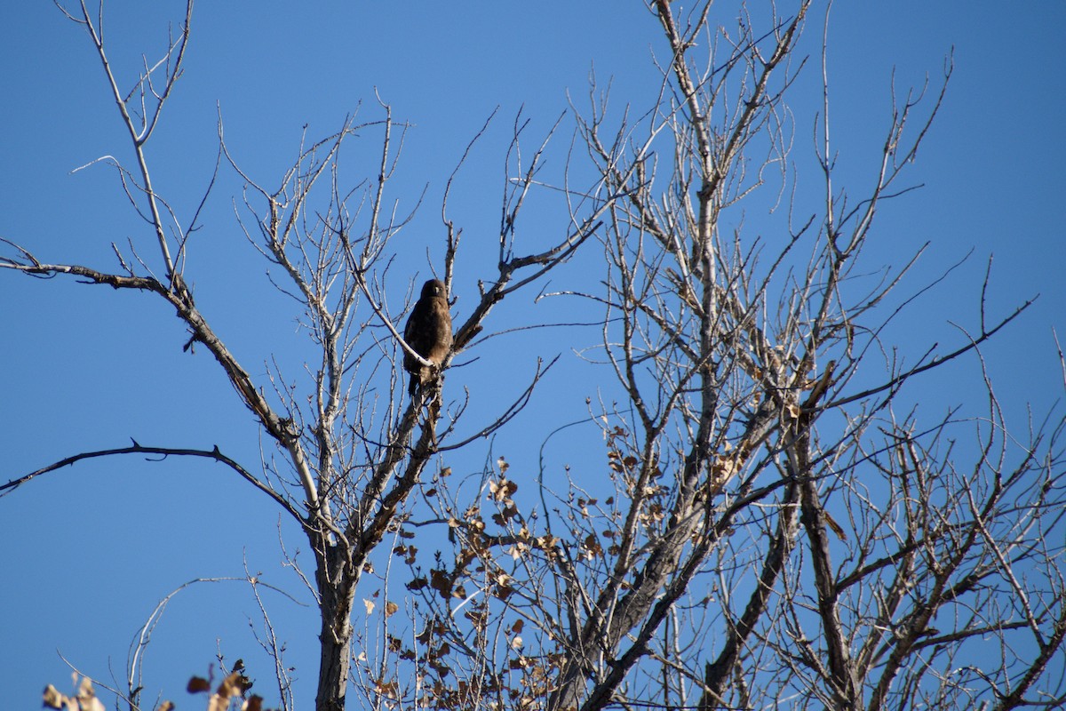 Ferruginous Hawk - ML647097352