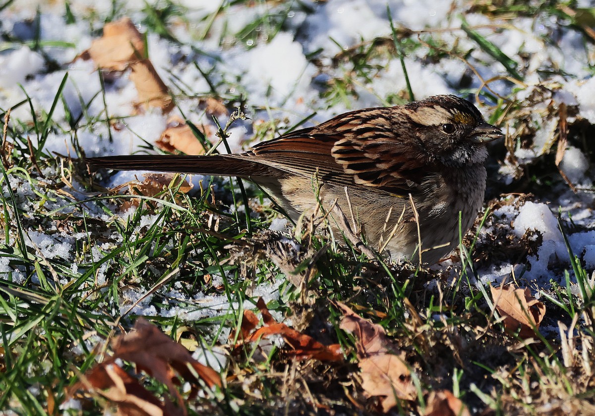 White-throated Sparrow - ML647097353