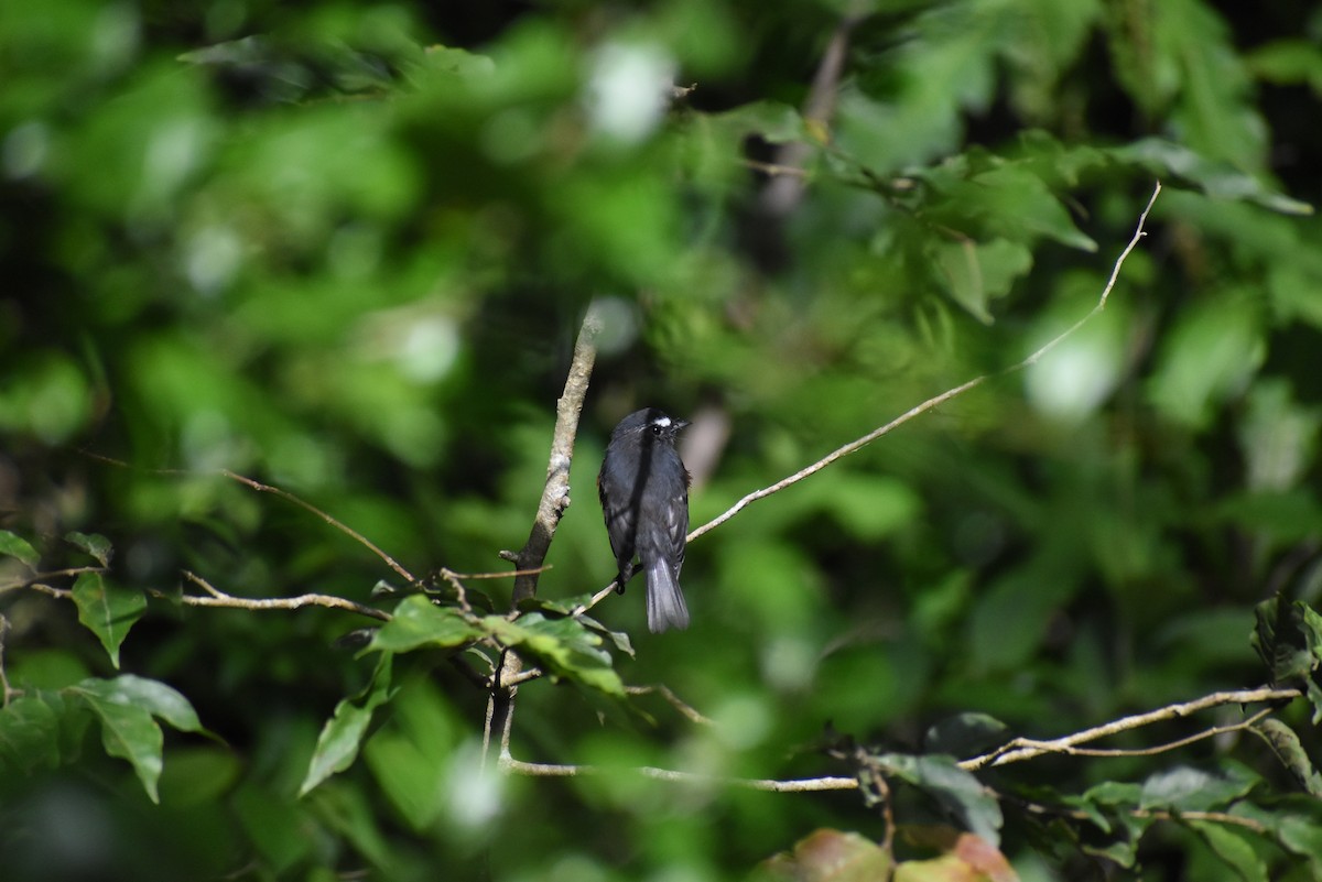 Chestnut-bellied Chat-Tyrant - ML647097365