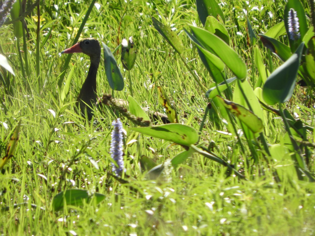 Black-bellied Whistling-Duck - ML647097369
