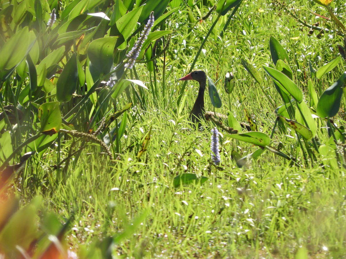 Black-bellied Whistling-Duck - ML647097370