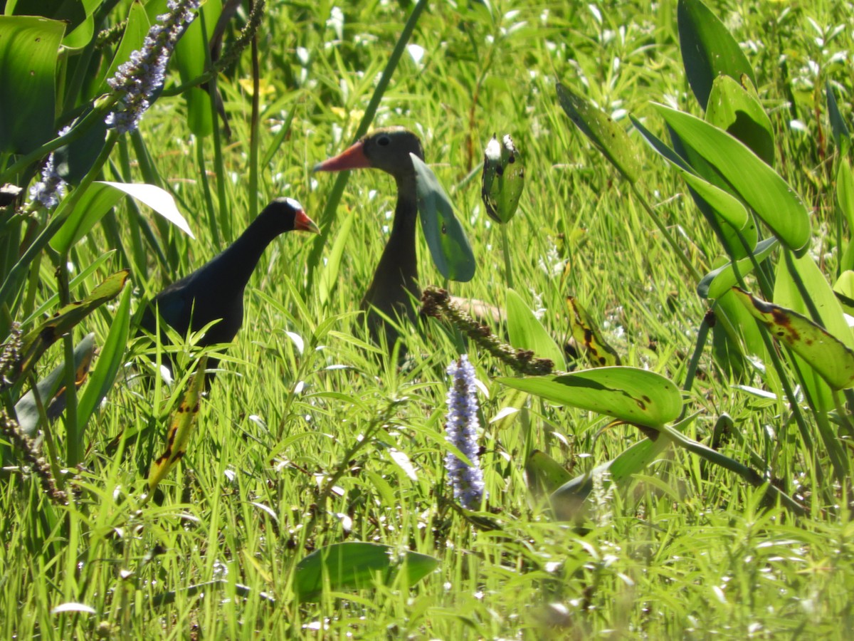 Black-bellied Whistling-Duck - ML647097371