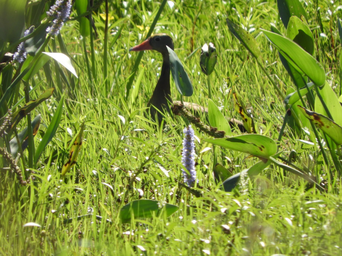 Black-bellied Whistling-Duck - ML647097372