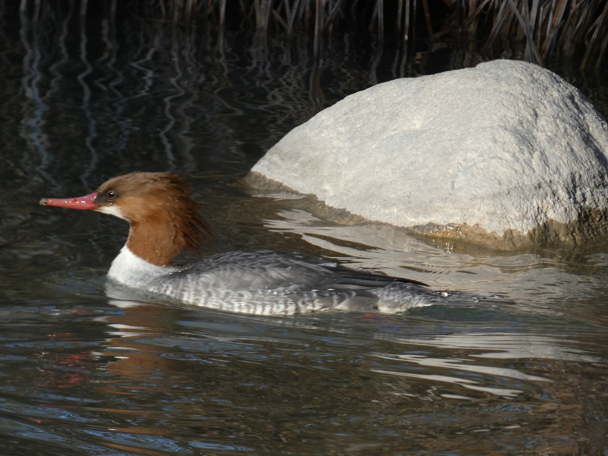 Common Merganser - ML647097378
