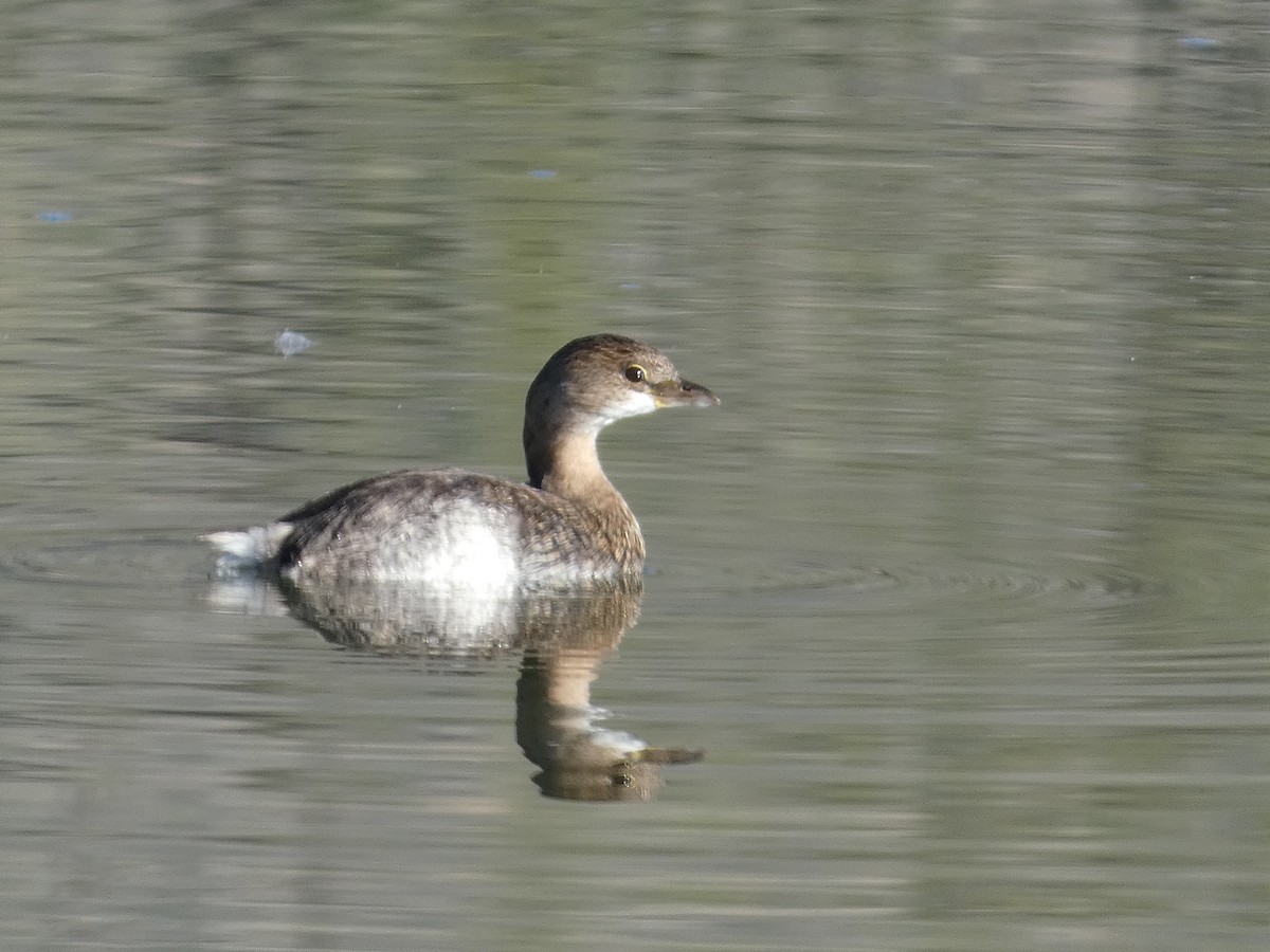 Pied-billed Grebe - ML647097383
