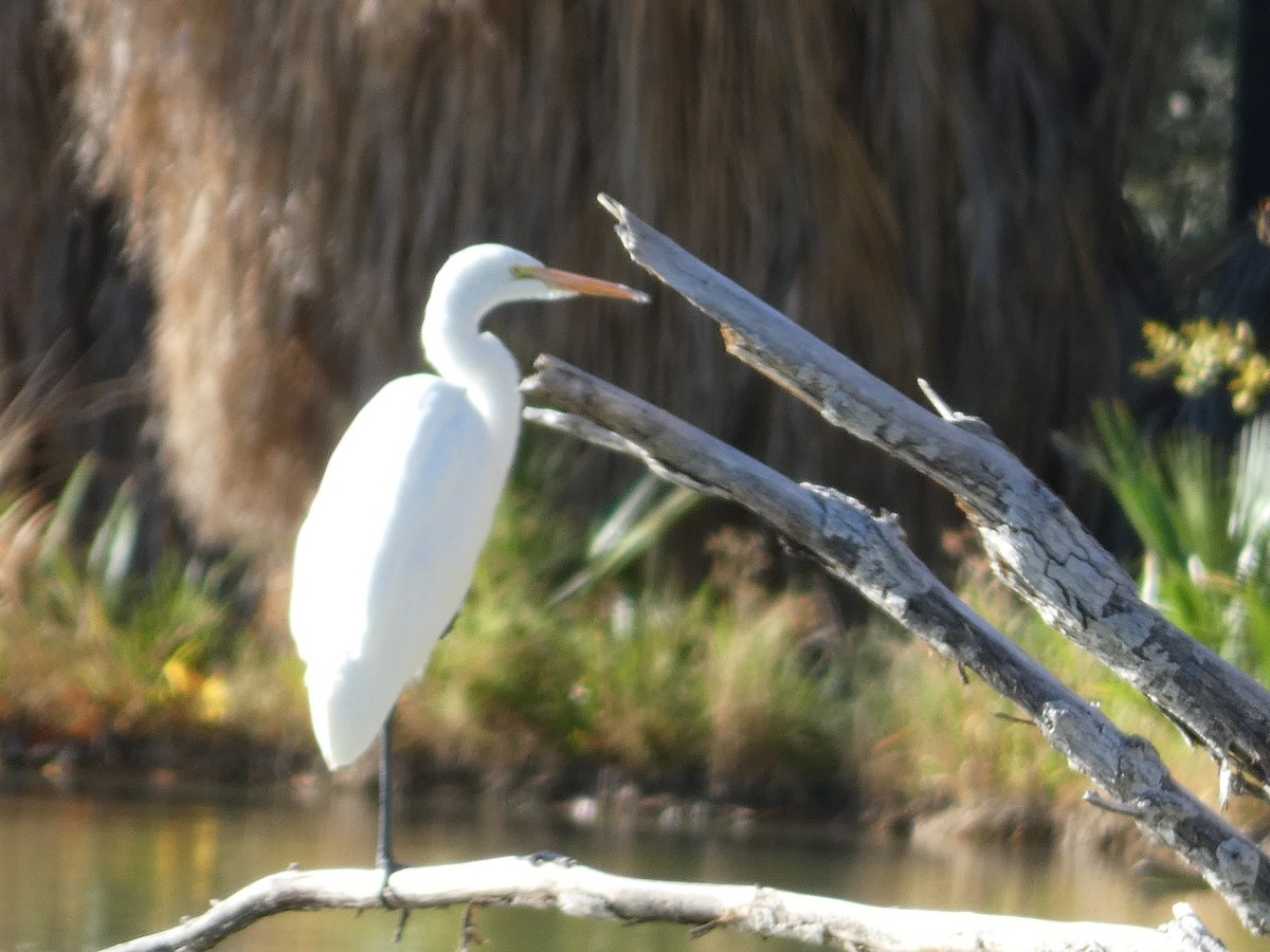 Great Egret - ML647097387
