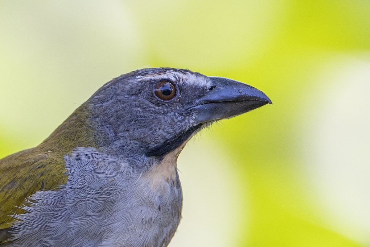 Buff-throated Saltator - ML647097392