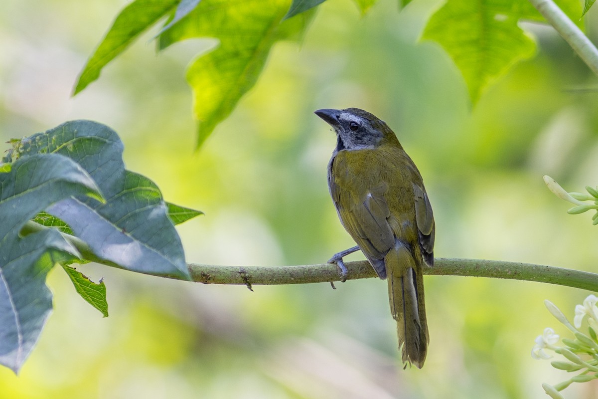 Buff-throated Saltator - ML647097393