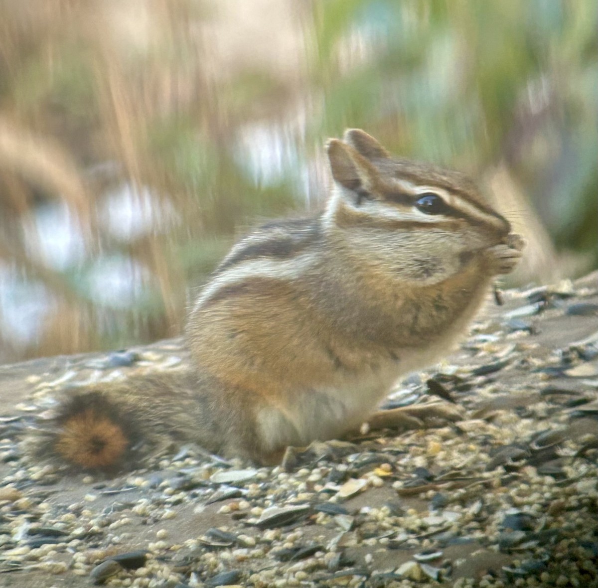 Colorado Chipmunk - ML647097396