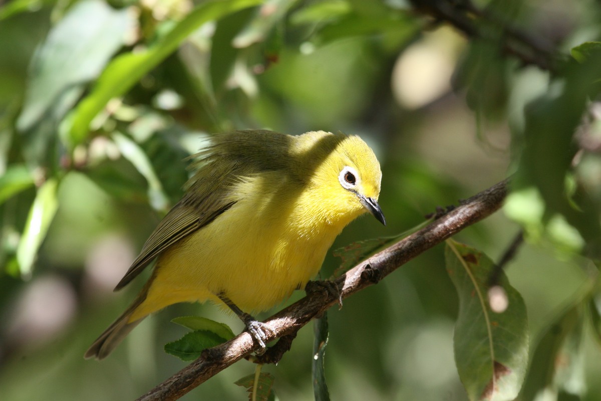 לבן-עין ערבי - ML647097400
