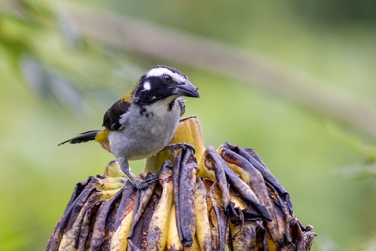 Black-winged Saltator - ML647097401