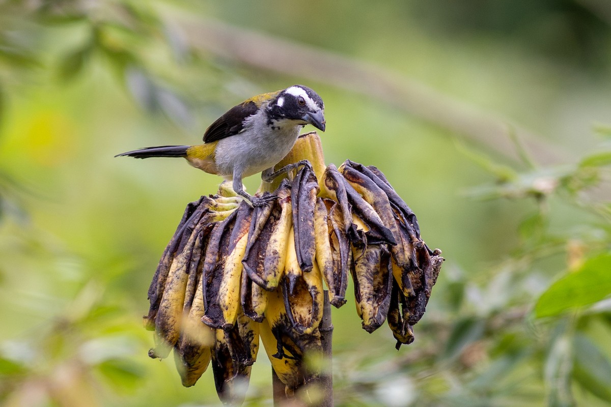 Black-winged Saltator - ML647097402