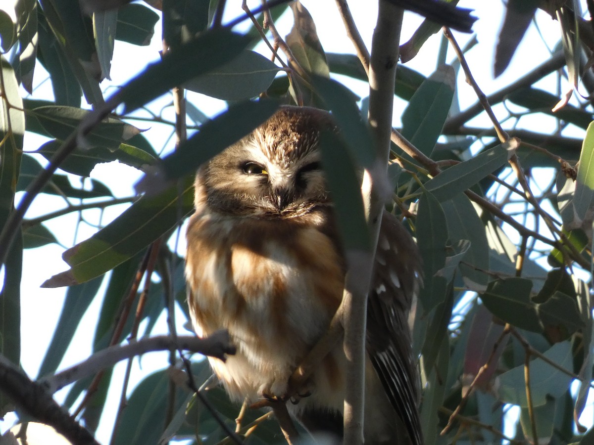 Northern Saw-whet Owl - ML647097406