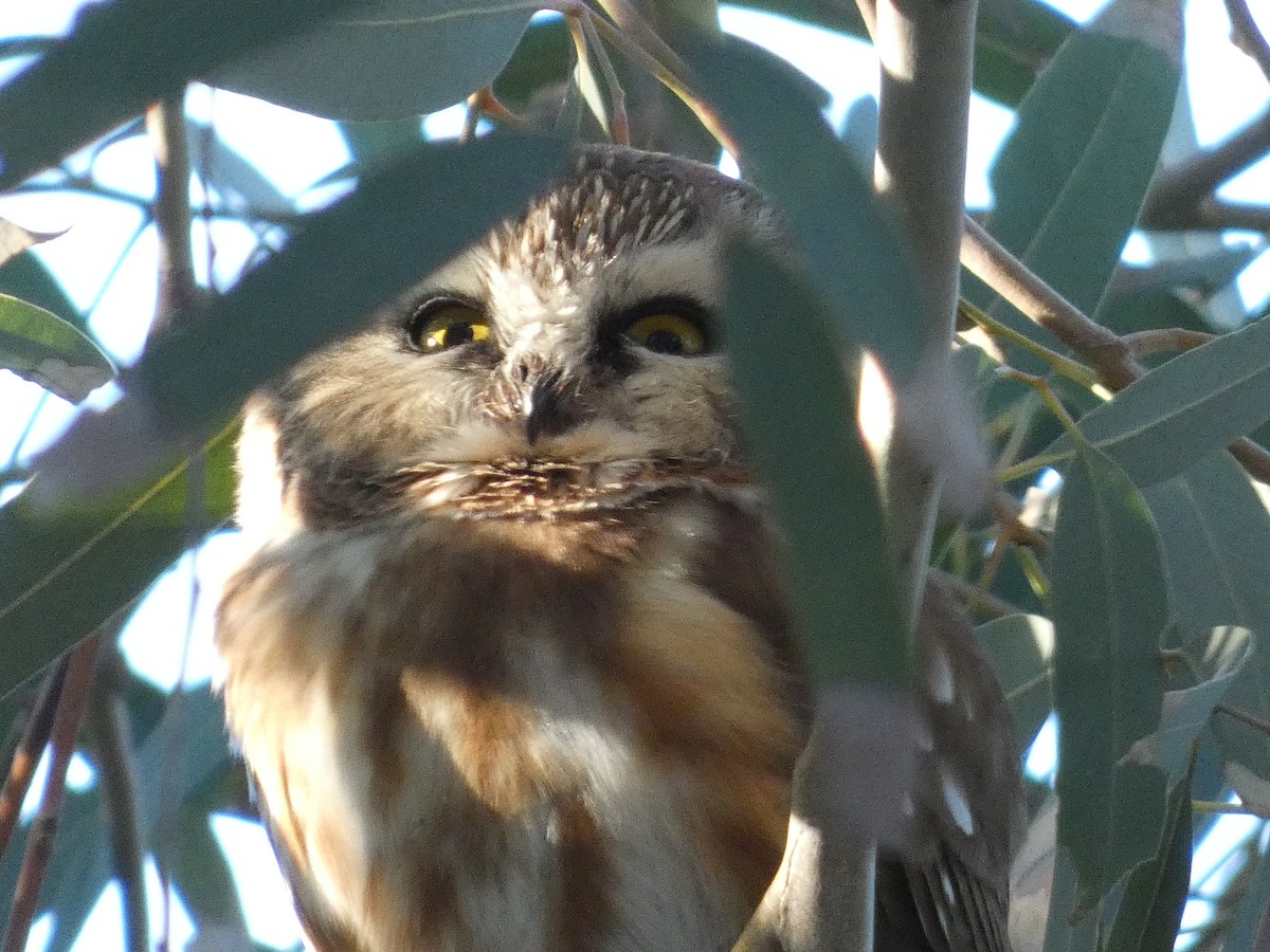 Northern Saw-whet Owl - ML647097413