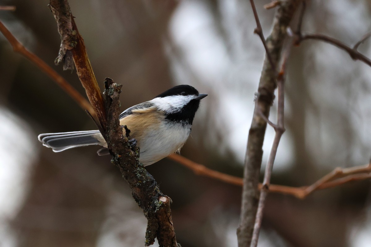 amerikameis - ML647097416