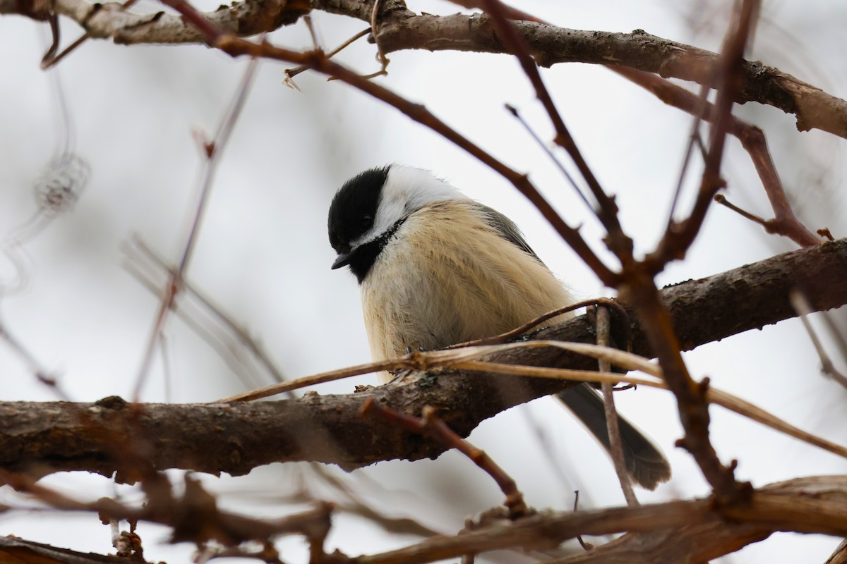 amerikameis - ML647097417