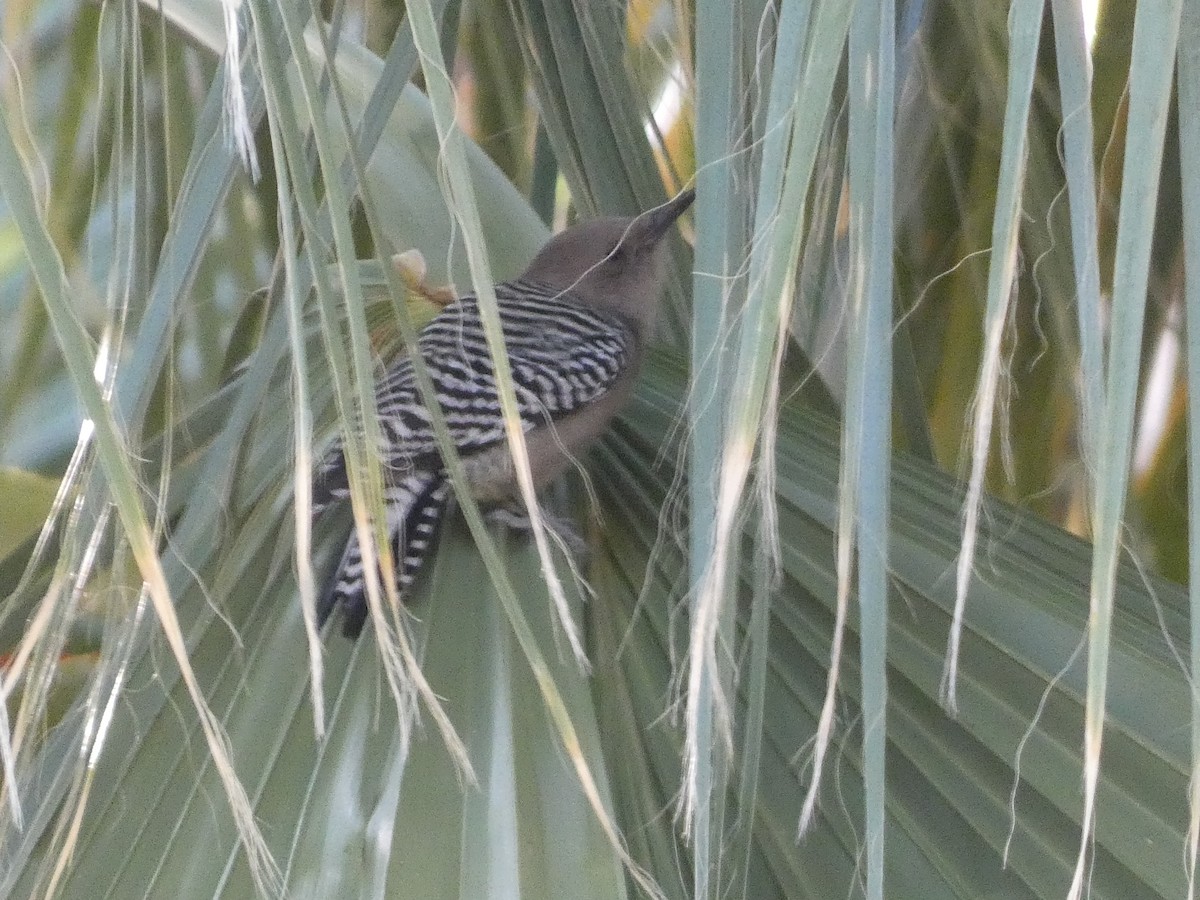 Gila Woodpecker - ML647097421