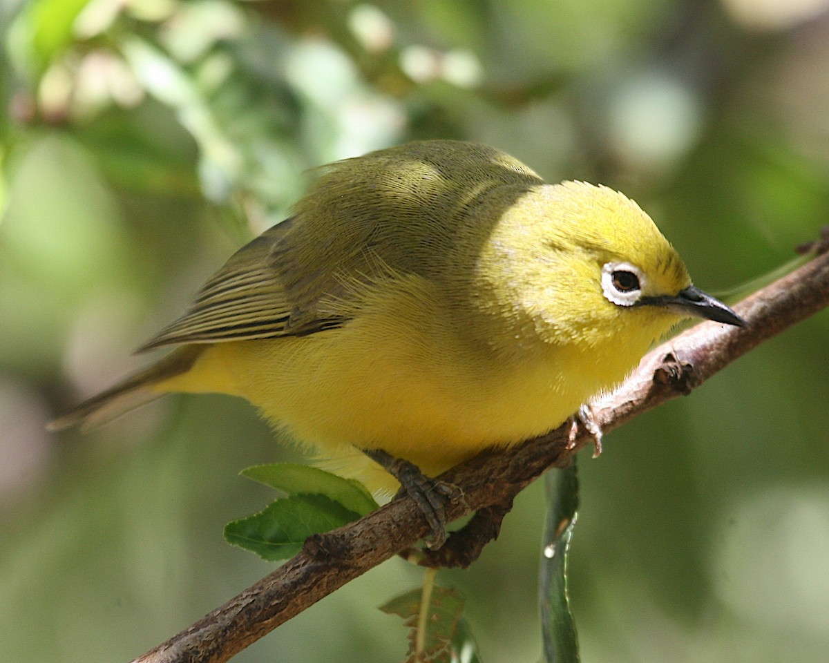 לבן-עין ערבי - ML647097422