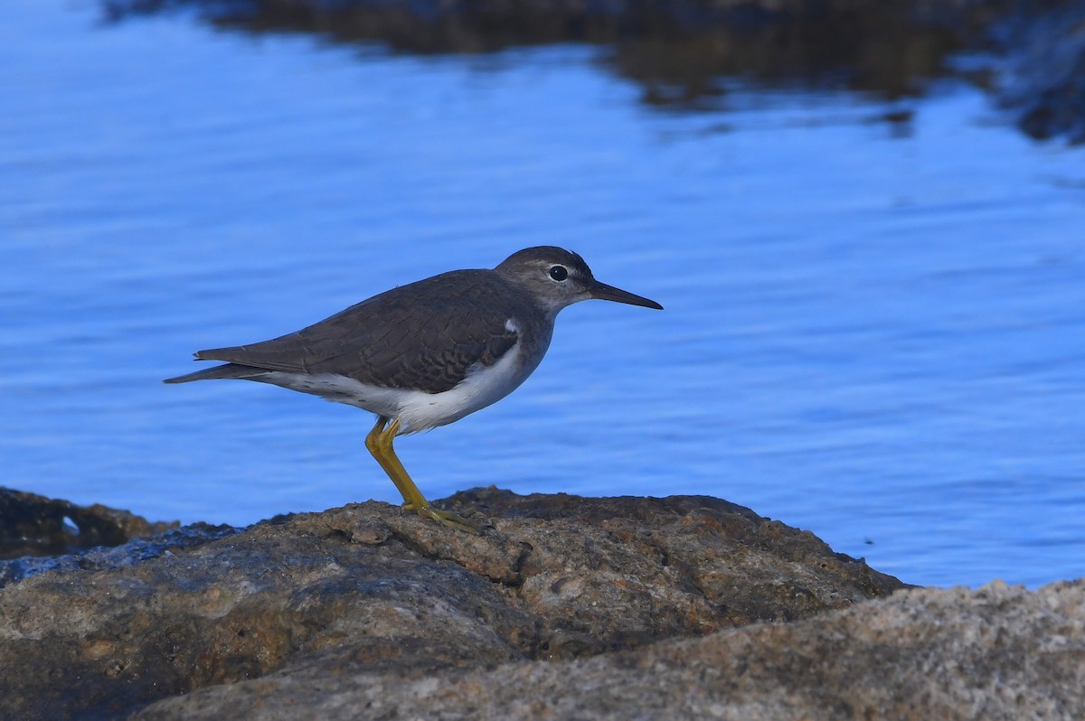 Drosseluferläufer - ML647097426