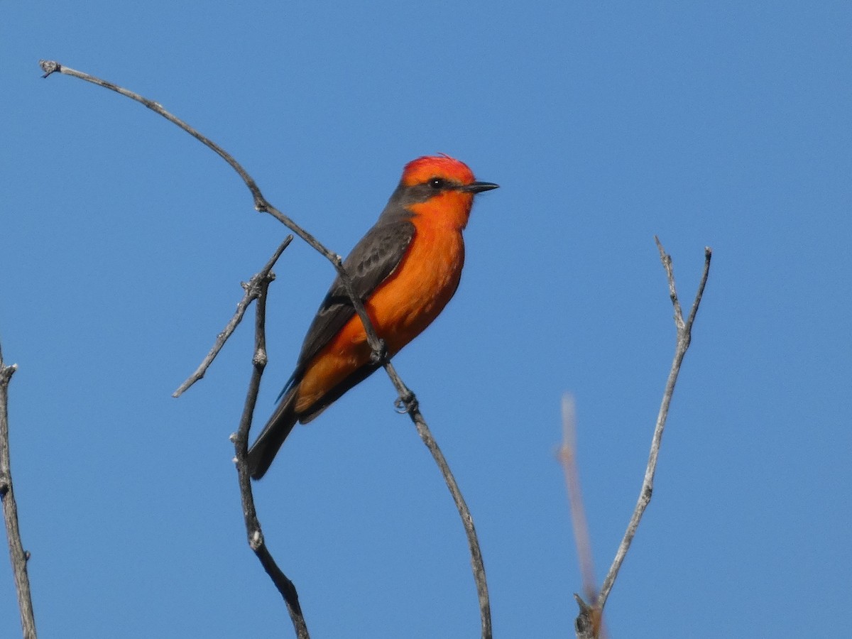 Rubintyrann - ML647097427