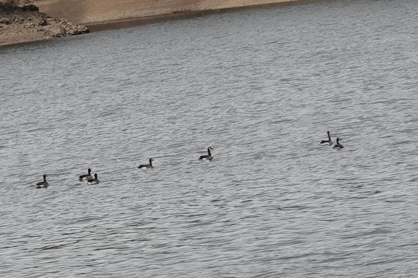 Kanadagans - ML647097429