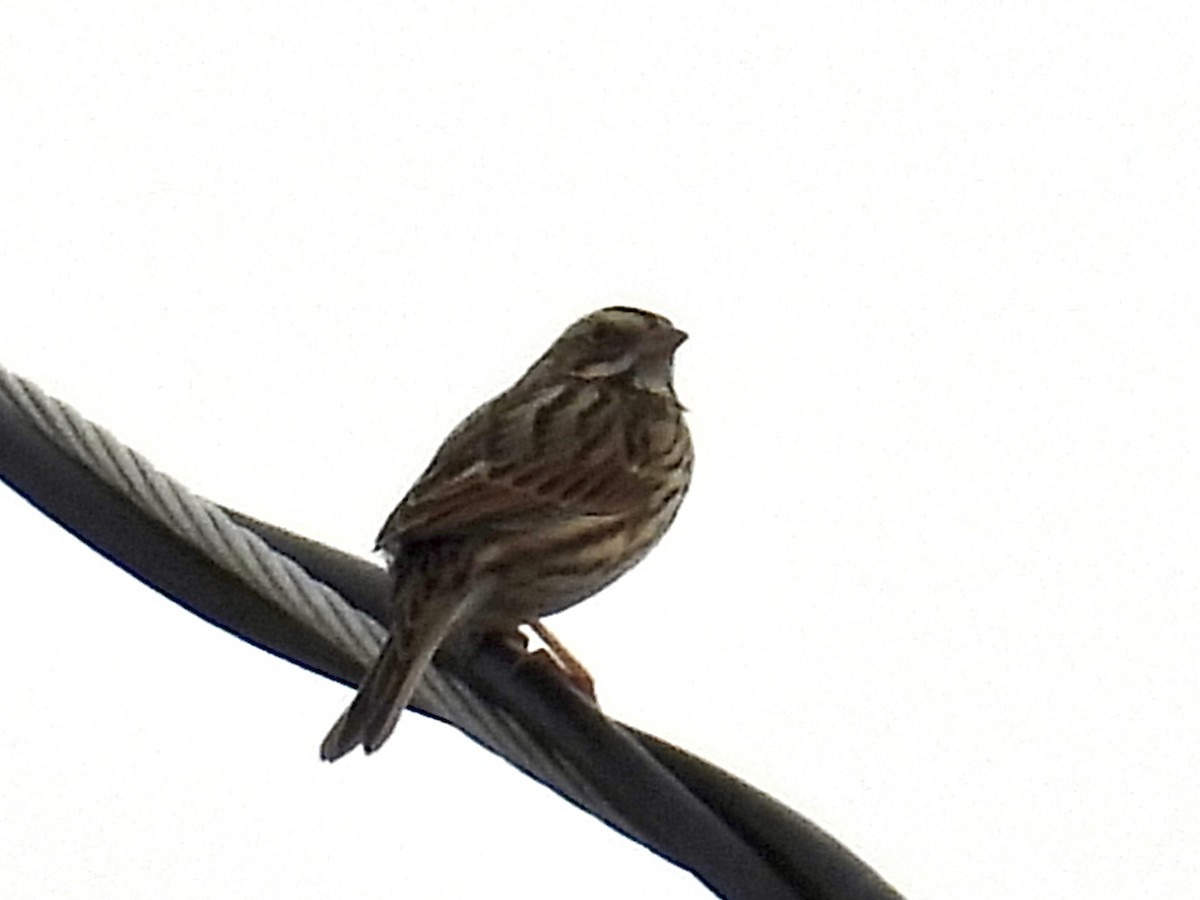 Grasammer - ML647097430