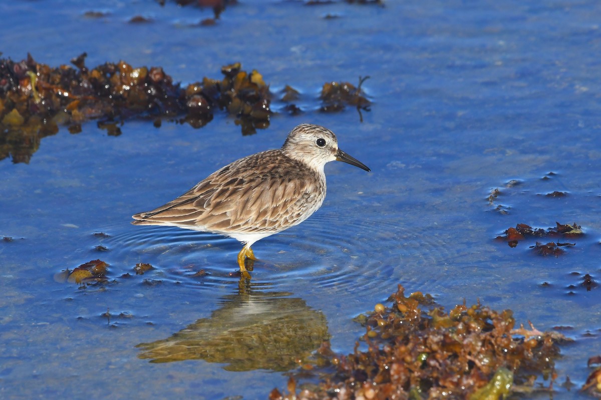 Wiesenstrandläufer - ML647097432