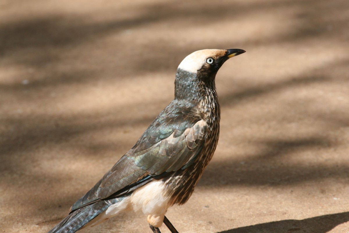 Weißscheitel-Glanzstar - ML647097433