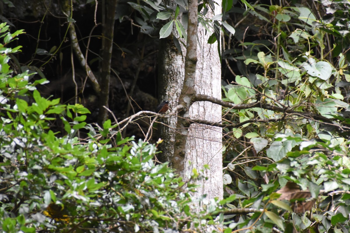 Schiefermantel-Schmätzertyrann - ML647097435